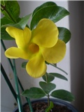 dipladenia